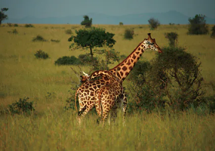 刺激动物猎奇生态游